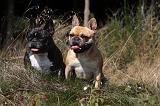 BOULEDOGUE FRANCAIS 883